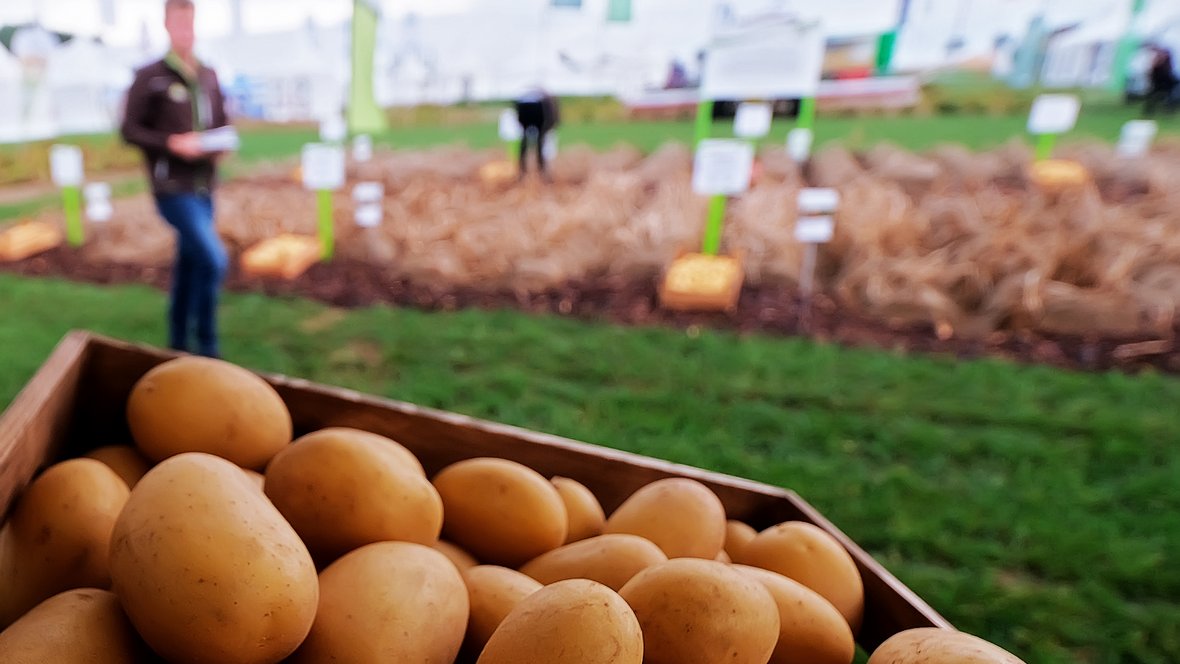 Kiste mit Kartoffeln im Vordergrund, im Hintergrund eine landwirtschaftliche Freilandmesse mit Besuchern und Bannern.