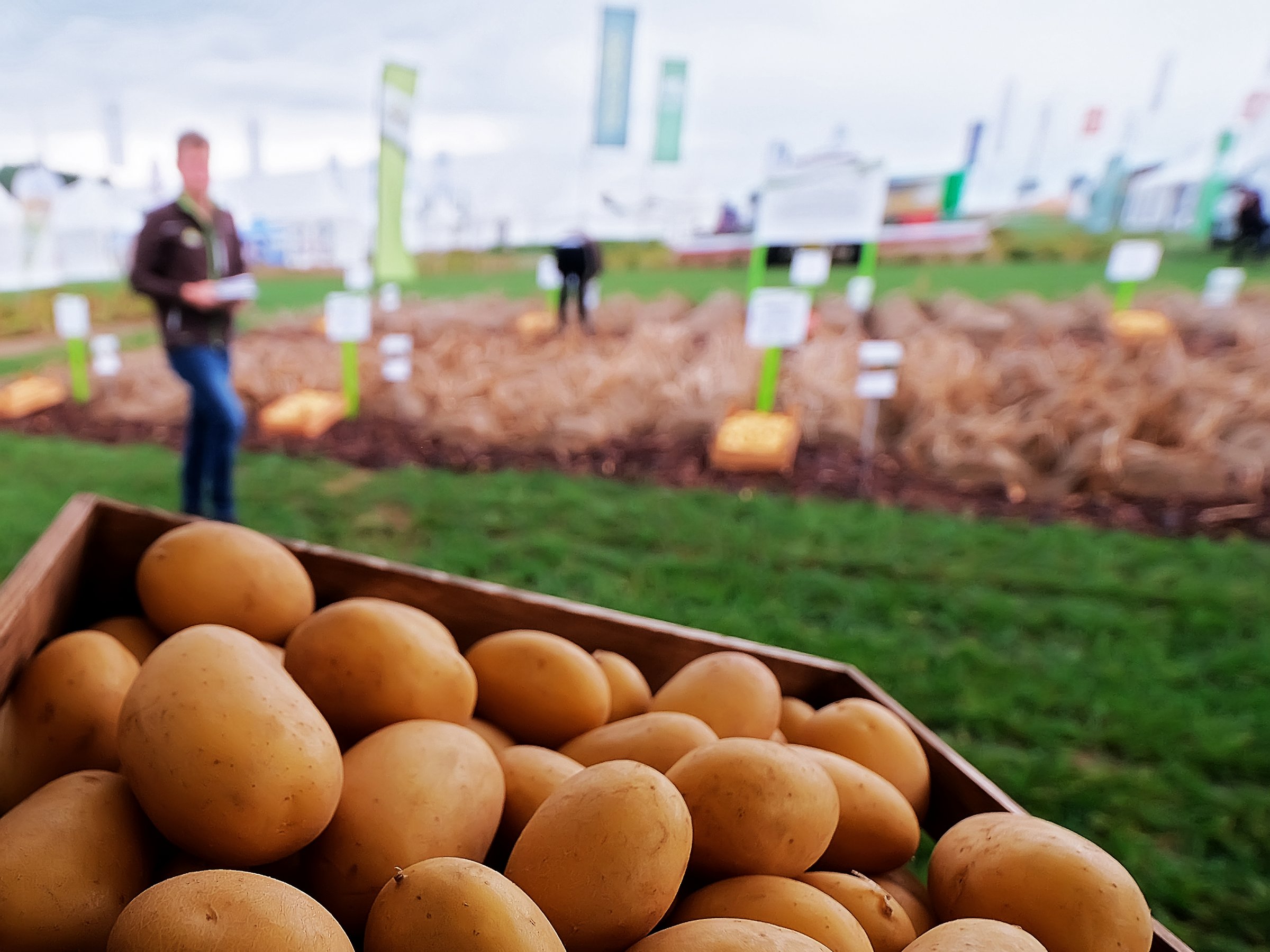 Kiste mit Kartoffeln im Vordergrund, im Hintergrund eine landwirtschaftliche Freilandmesse mit Besuchern und Bannern.